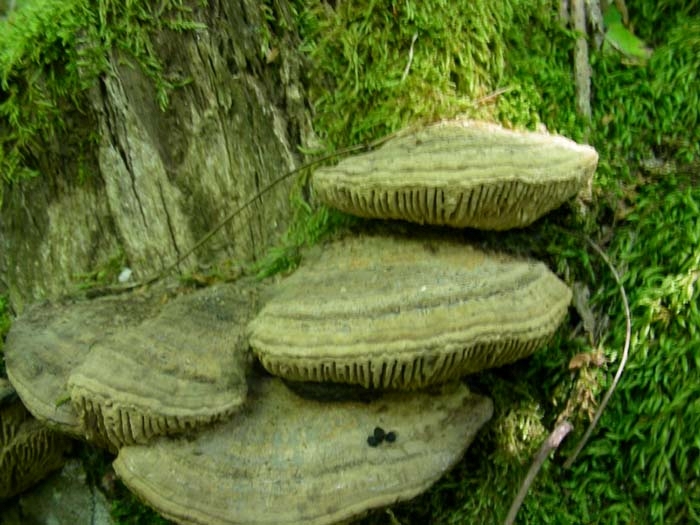 1354 Maggio vecchio ritrovamento